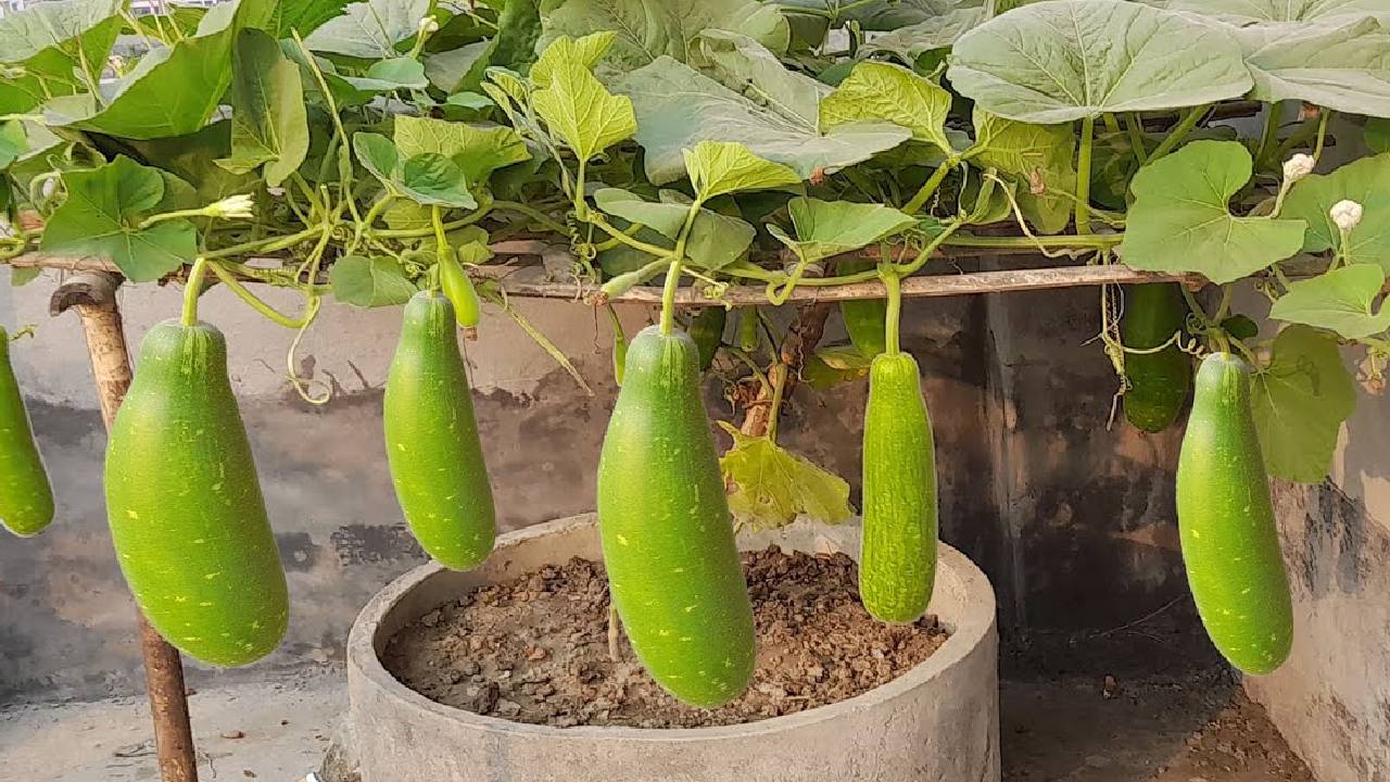 खेत की जरूरत नहीं, अब गमले में ही उगाएं हरी-भरी लौकी, जानें A to Z पूरी गाइड