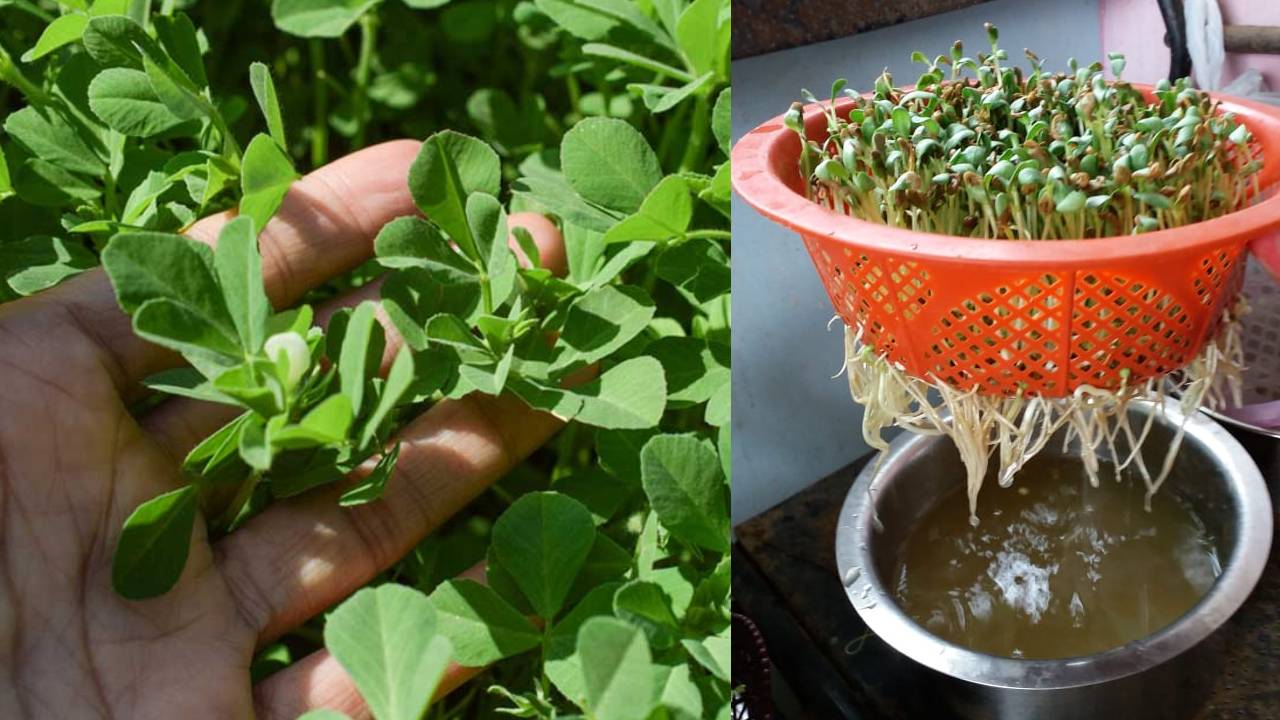 बिना मिट्टी के ऐसे लगाएं मेथी, बस पानी में उग जाएगी हरी-भरी पत्तियां
