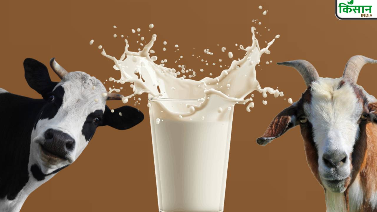 National Milk Day: गाय-बकरी नहीं, गधी का दूध निकला सबसे महंगा, कीमत जान उड़ जाएंगे होश?