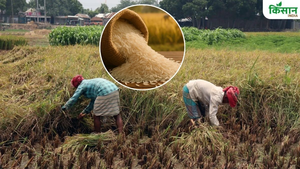 धान कटाई के समय इन 10 बातों का रखें खयाल, नहीं टूटेगा चावल का दाना.. मार्केट में मिलेगा ज्यादा रेट