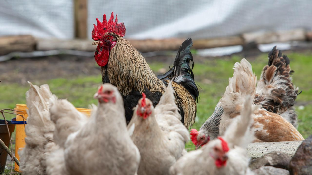 Poultry Farming: किसानों की कमाई बढ़ाती हैं ये नस्ल की मुर्गियां, आज से ही शुरू करें पालन