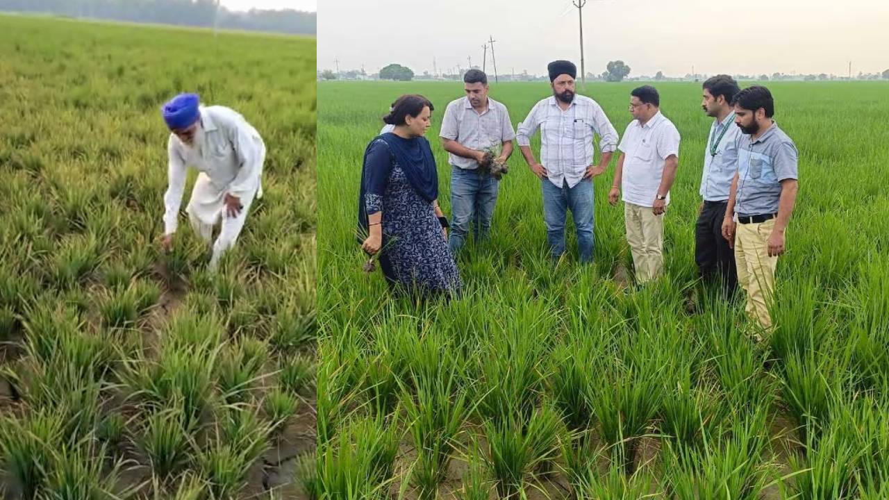 क्या है ड्वार्फिंग बीमारी? जिससे पंजाब के किसानों को लाखों का नुकसान