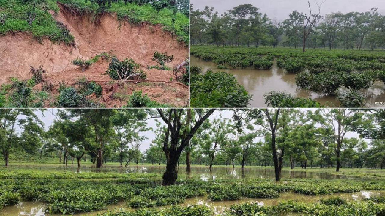 प्रीमियम दार्जिलिंग चाय पर भारी संकट, बाढ़ और भूस्खलन से तबाह हुए बगान, बढ़ सकती है कीमत