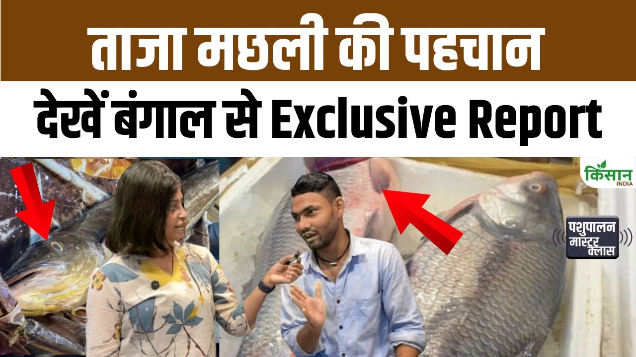 मछली खरीदते वक्त अक्सर लोग कर देते हैं ये गलतियां, इन आसान ट्रिक्स से पहचानें ताजी हैं या बासी