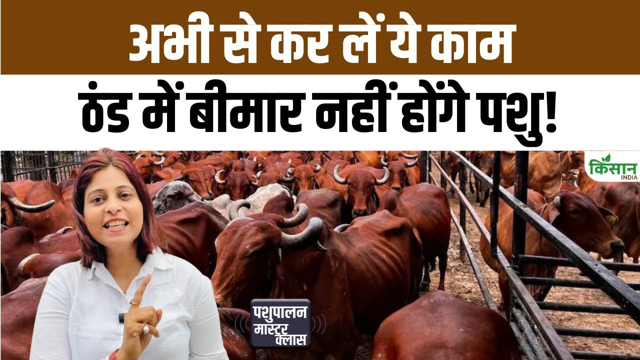 पशुपालकों के लिए राहत! सर्दियों में भूसी से करें पशुओं की देखभाल आसान और किफायती