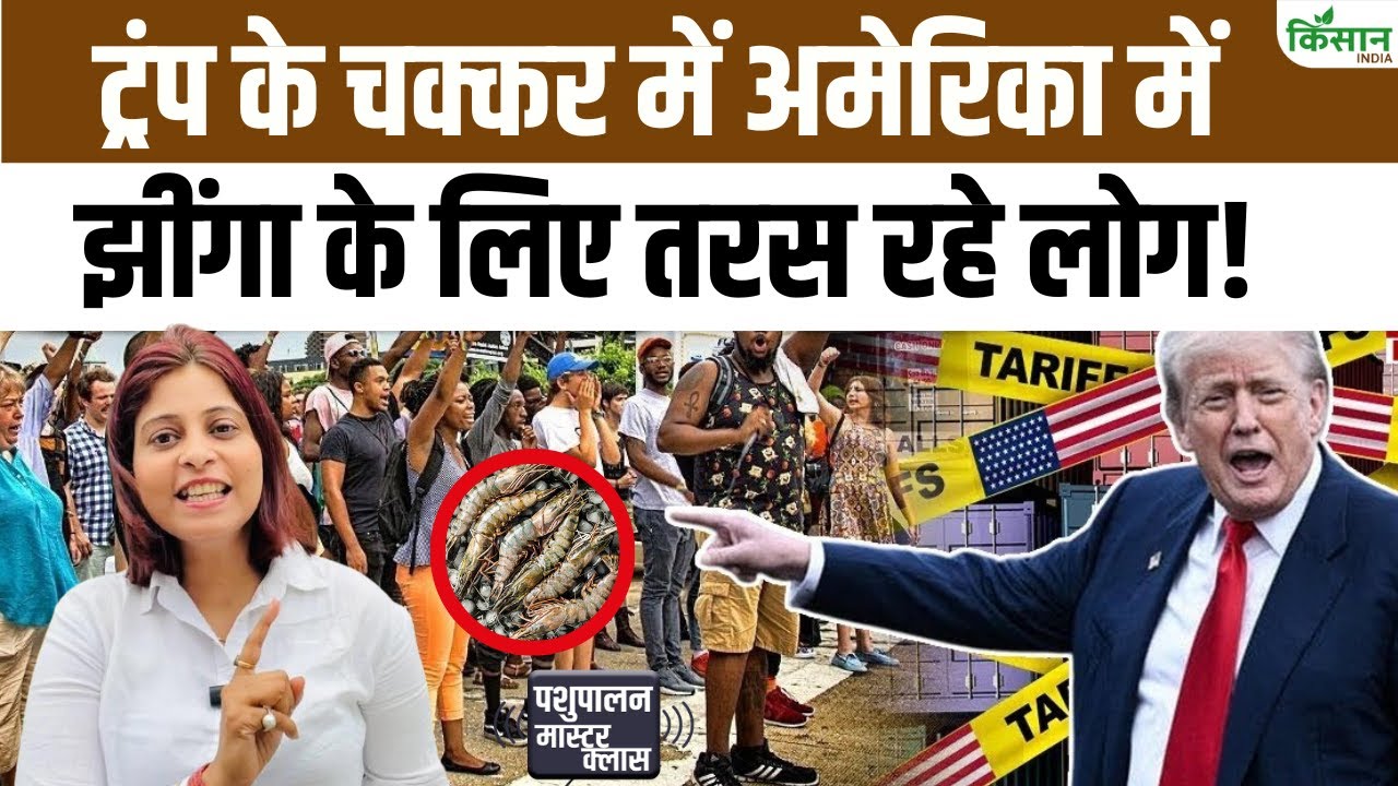 अमेरिका में झींगा हुआ महंगा, ट्रंप के टैरिफ से भारतीय एक्सपोर्टर्स को मिल सकता है बड़ा फायदा