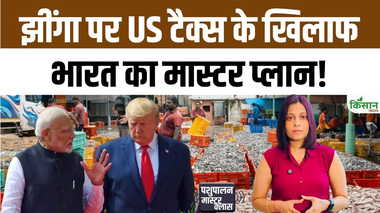 अमेरिका ने समुद्री उत्पादों पर बढ़ाया टैरिफ, भारत के झींगा निर्यातक अब बढ़ते टैक्स से कैसे निपटेंगे
