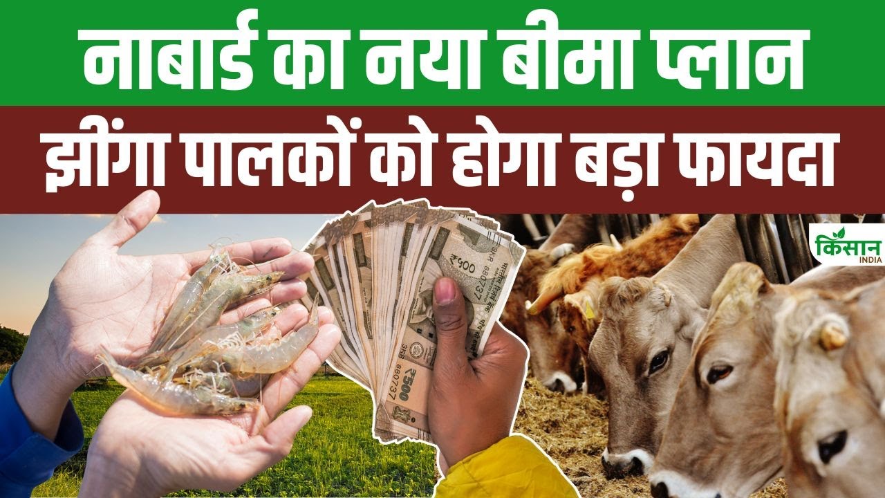 NABARD का बड़ा कदम, अब फसल के साथ डेयरी और मछली पालन को भी मिलेगा बीमा सुरक्षा