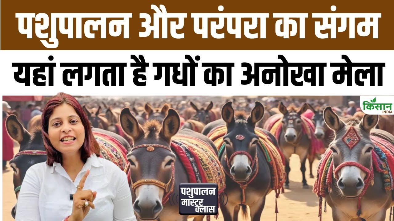 राजस्थान में लगा अनोखा गधा मेला, यहां बिकते हैं लाखों रुपये के सुपरस्टार गधे!
