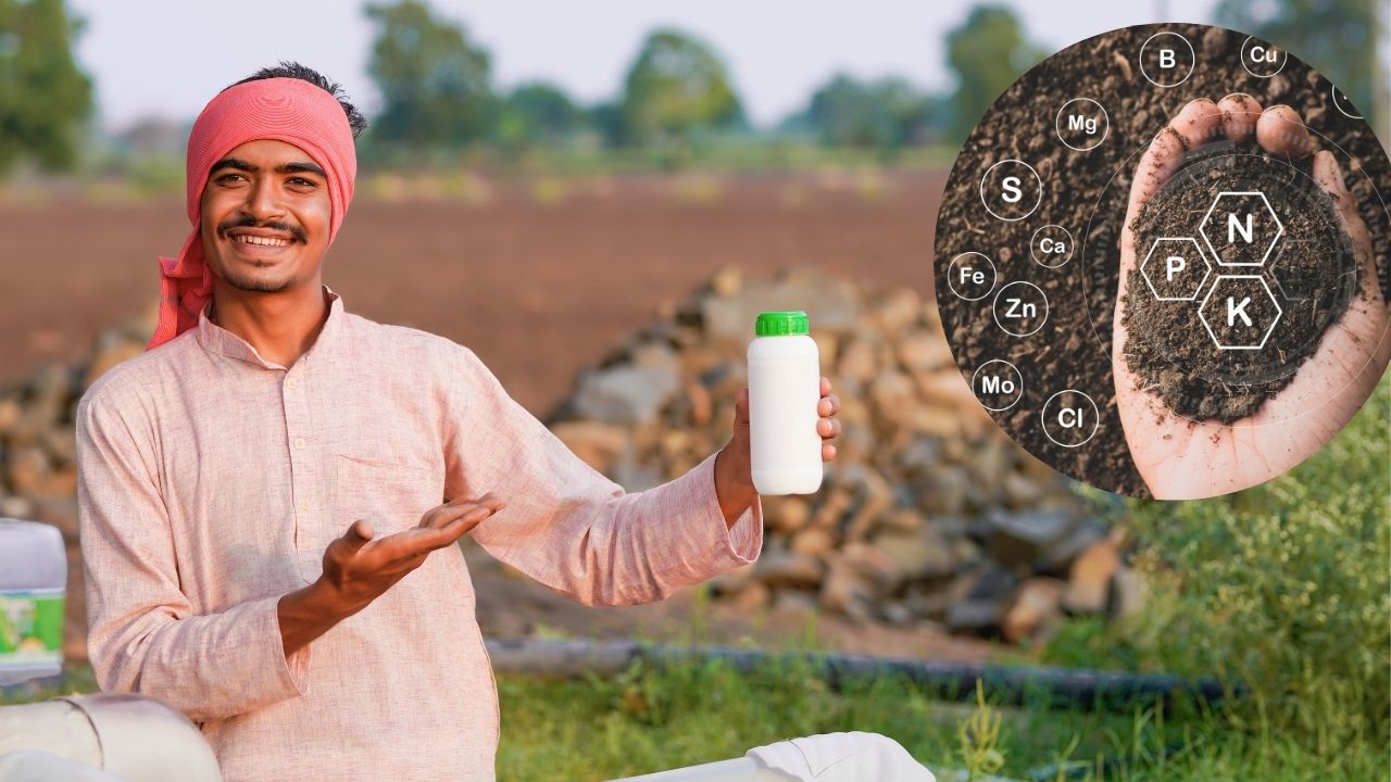 इस खाद से गेहूं में बढ़ेगा प्रोटीन, ये 5 खाद डालीं तो लहलहा उठेगी फसल.. बंपर उपज पक्की