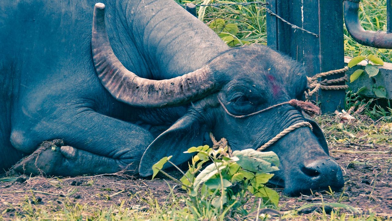 पशु बार-बार बीमार पड़ रहे हैं? जानिए आसान उपाय जो बचाएंगे नुकसान और बढ़ाएंगे उत्पादकता
