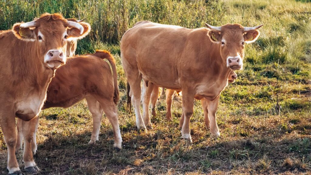 Dairy Farming Tips: सर्दी बढ़ते ही इंसानों की तरह दुधारू पशुओं पर भी ठंड का सीधा असर पड़ता है. ठंड से उनकी रोग-प्रतिरोधक क्षमता कमजोर होती है, जिससे वे जल्दी बीमार पड़ते हैं और दूध उत्पादन घटने लगता है. Dairy Farming Tips: सर्दी बढ़ते ही इंसानों की तरह दुधारू पशुओं पर भी ठंड का सीधा असर पड़ता है. ठंड से उनकी रोग-प्रतिरोधक क्षमता कमजोर होती है, जिससे वे जल्दी बीमार पड़ते हैं और दूध उत्पादन घटने लगता है.