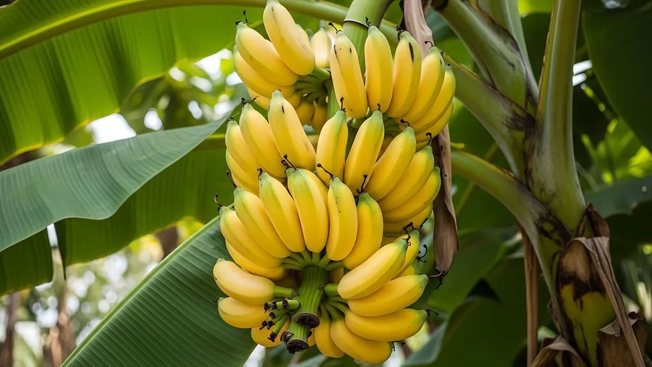 केला किसानों के लिए मुसीबत बनी पोटैशियम की कमी, कृषि वैज्ञानिक ने बताया नुकसान से बचने का तरीका