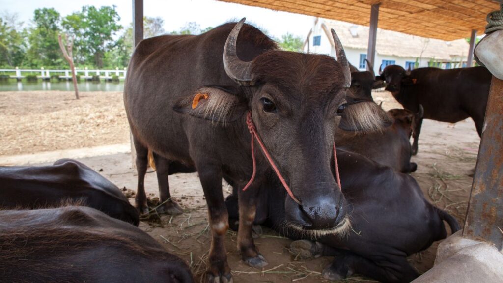 Milk Fever In Buffalo: तापमान में तेज गिरावट और मौसम बदलने पर भैंसों में मिल्क फीवर यानी दुग्ध ज्वर हो जाता है. यह असल में कैल्शियम की कमी से होने वाला बुखार जैसा रोग है, जो दूध उत्पादन को तेज़ी से घटा देता है.