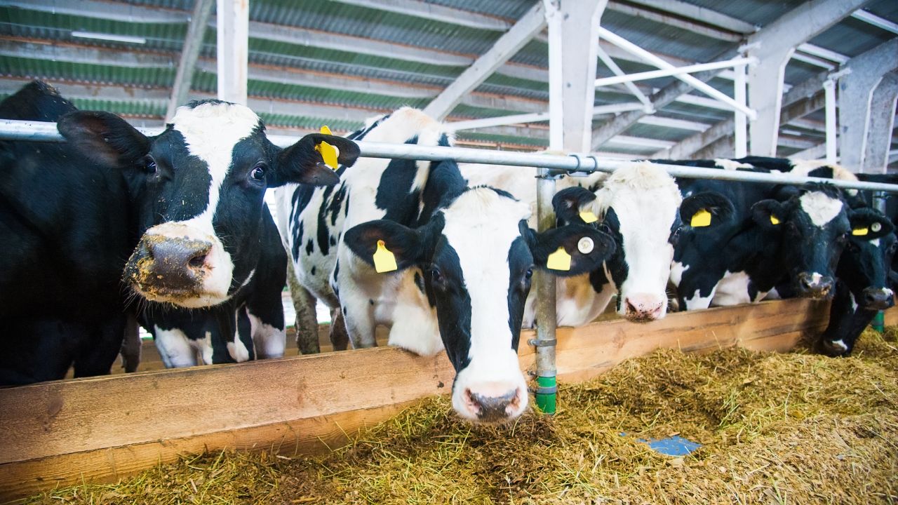Dairy Farming: पशुपालकों की बढ़ेगी आमदनी! दूध निकालने से पहले अपनाएं ये खास तरीका