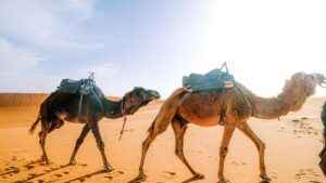 Camel Milk: ऊंटनी का दूध बना सेहत का खजाना, NRCC की रिसर्च में मिले चौंकाने वाले नतीजे Camel Milk: ऊंटनी का दूध बना सेहत का खजाना, NRCC की रिसर्च में मिले चौंकाने वाले नतीजे