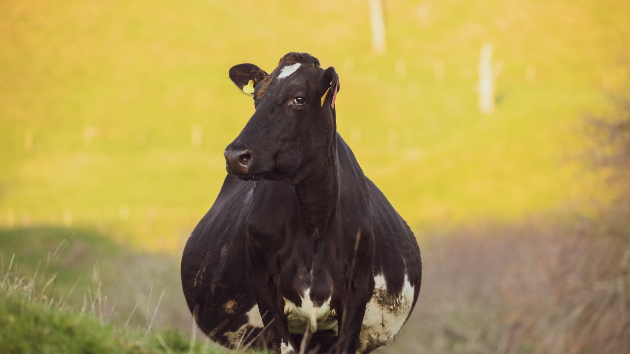 Dairy Farming: पशुपालकों की किस्मत बदल देगा ये महीना! गर्भाधान का है ‘गोल्डन पीरियड’!