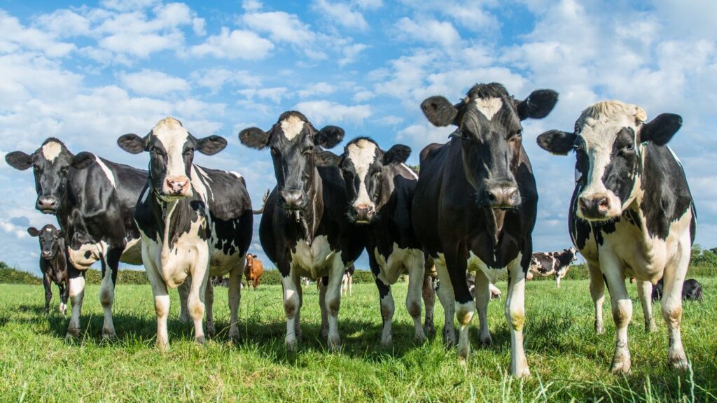 Cow Care Tips: मौसम ठंडा होने पर सुबह और शाम के भोजन में पुवाल की कुट्टी, चोकर और खल्ली जैसे आहार शामिल करने से पशुओं को पर्याप्त ऊर्जा मिलती है और दूध उत्पादन स्थिर रहता है. Cow Care Tips: मौसम ठंडा होने पर सुबह और शाम के भोजन में पुवाल की कुट्टी, चोकर और खल्ली जैसे आहार शामिल करने से पशुओं को पर्याप्त ऊर्जा मिलती है और दूध उत्पादन स्थिर रहता है.