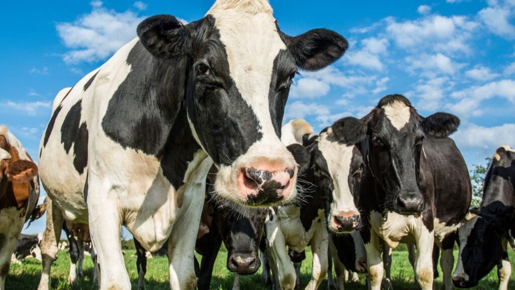 Dairy Farming Tips: जब पशु के शरीर में नमक की कमी होती है, तो पशु लकड़ी, दीवार, कपड़े या यहां तक कि मलमूत्र चाटने लगते हैं. यह स्पष्ट संकेत है कि उनके शरीर में जरूरी तत्वों की कमी हो गई है. Dairy Farming Tips: जब पशु के शरीर में नमक की कमी होती है, तो पशु लकड़ी, दीवार, कपड़े या यहां तक कि मलमूत्र चाटने लगते हैं. यह स्पष्ट संकेत है कि उनके शरीर में जरूरी तत्वों की कमी हो गई है.