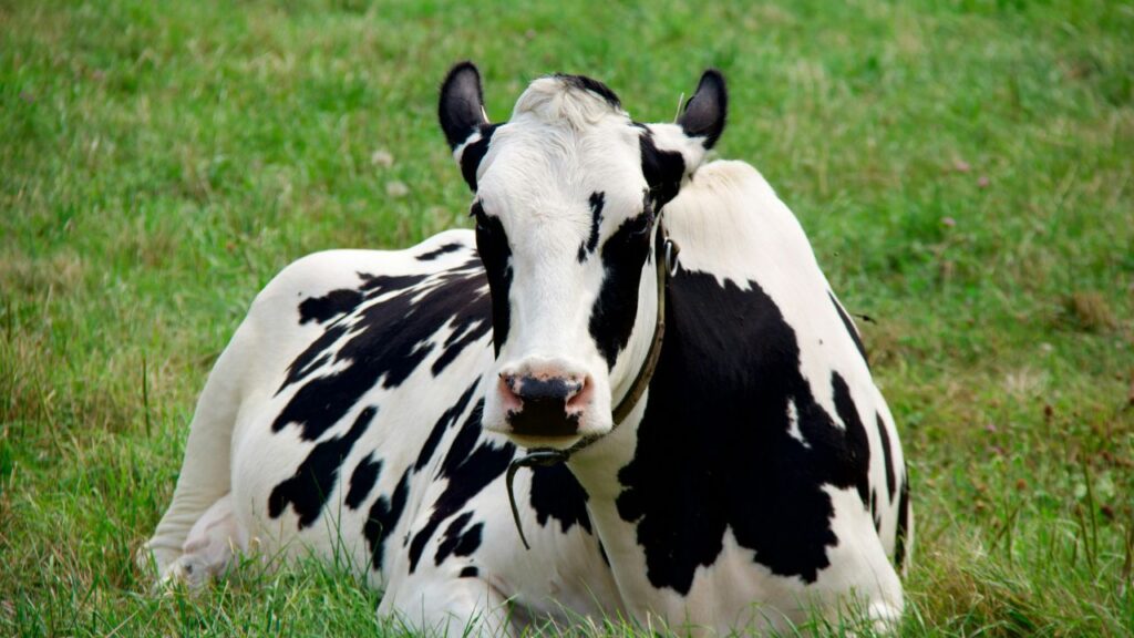 Winter Cow Care Tips: सर्दियों में गाय-भैंस को गुड़ खिलाना बेहद फायदेमंद माना जाता है. गुड़ शरीर में प्राकृतिक गर्मी बढ़ाता है, जिससे पशु स्वस्थ रहते हैं और बीमार होने की संभावना कम हो जाती है. Winter Cow Care Tips: सर्दियों में गाय-भैंस को गुड़ खिलाना बेहद फायदेमंद माना जाता है. गुड़ शरीर में प्राकृतिक गर्मी बढ़ाता है, जिससे पशु स्वस्थ रहते हैं और बीमार होने की संभावना कम हो जाती है.