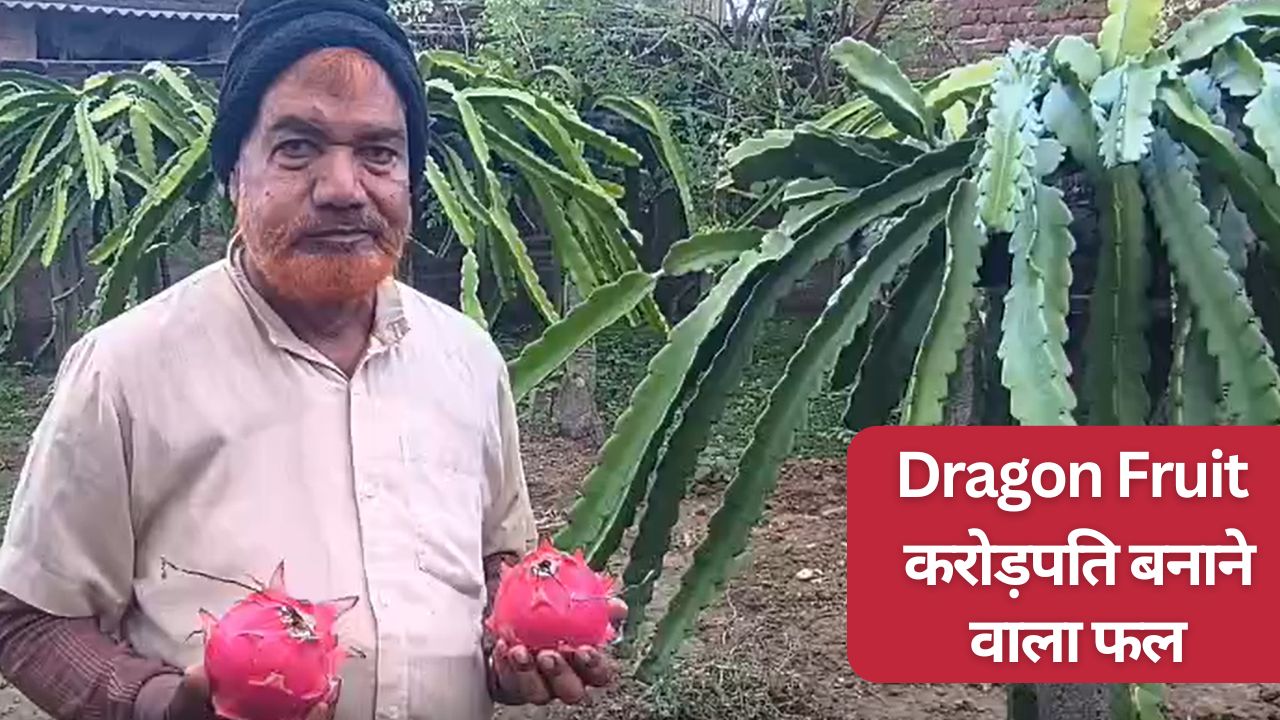इस फल की खेती सालभर में बना देगी करोड़पति, 100 पौधों से होगी 1.44 करोड़ की कमाई.. पूरी डिटेल पढ़ें