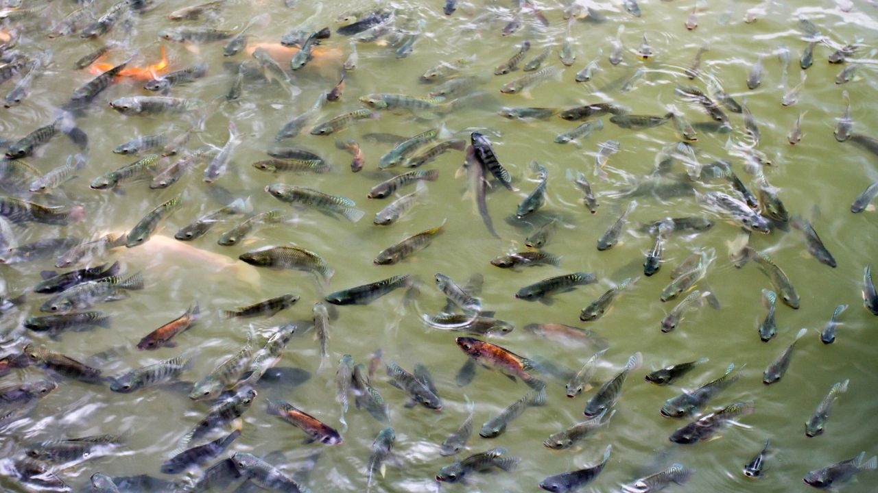 मछलियों में फैल रहा सफेद धब्बेदार रोग, समय पर इलाज न मिला तो तबाह बो सकता है पूरा तालाब