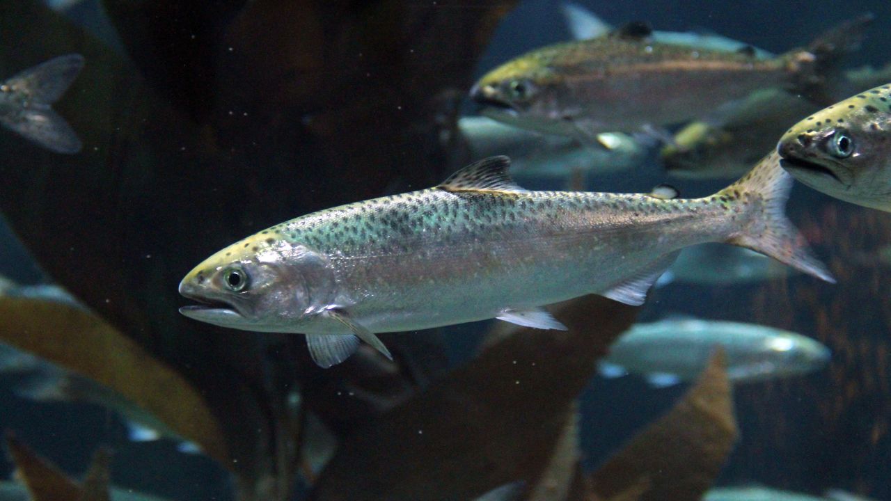 Fish Disease: ठंड बढ़ते ही तालाबों में फैल रहीं खतरनाक बीमारियां, नमक के घोल से ऐसे बनाएं दवाई
