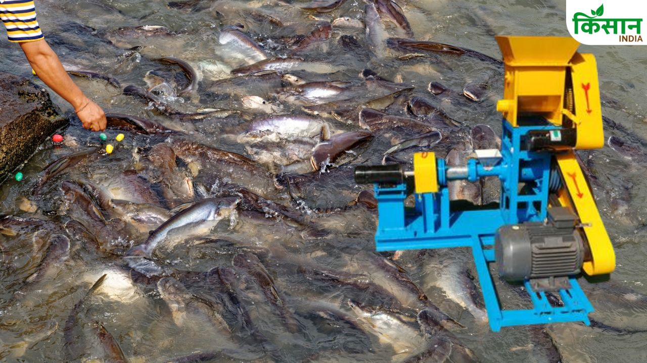 Fish Feed Machine : घर बैठे बनाएं सस्ता फिश फीड, स्मार्ट मशीन से मछली पालन में हो सकती है मोटी कमाई