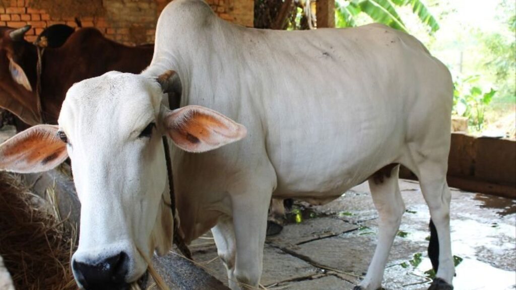 Gaolao Breed: मध्यप्रदेश–महाराष्ट्र की यह गाय 470–725 लीटर दूध प्रति ब्यांत देती है और इसका 4.32% वसा वाला दूध बेहद पौष्टिक माना जाता है. इसकी सबसे बड़ी खासियत—बहुत कम बीमार पड़ती है.