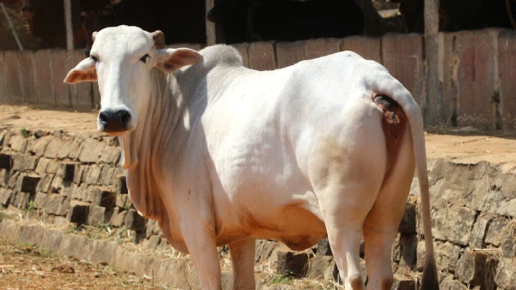 Ghumusari Breed: ओडिशा की यह सफेद रंग की नस्ल 450–650 लीटर दूध देती है. 4.8–5% वसा वाला दूध इसे और भी क्रीमी बनाता है. कम चारा खाने के बावजूद दूध उत्पादन बढ़िया होने से यह छोटे किसानों के लिए फायदेमंद है.