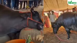 21 करोड़ की भैंस की मौत! पुष्कर मेले में मचा हंगामा, सोशल मीडिया पर वीडियो हुआ वायरल 21 करोड़ की भैंस की मौत! पुष्कर मेले में मचा हंगामा, सोशल मीडिया पर वीडियो हुआ वायरल