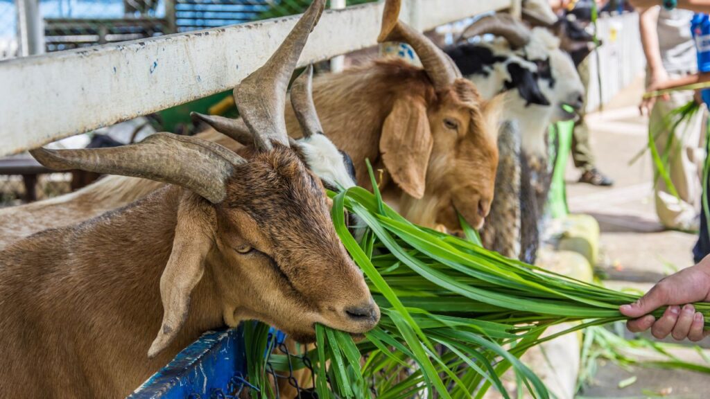 Winter Care Tips For Goat: बेर के अलावा पीपल की पत्तियां भी बकरियों को खूब पसंद आती हैं. इनमें हल्की मिठास होती है, जो सर्दियों में उन्हें एनर्जी देती है और स्वाद भी अच्छा लगता है. Winter Care Tips For Goat: बेर के अलावा पीपल की पत्तियां भी बकरियों को खूब पसंद आती हैं. इनमें हल्की मिठास होती है, जो सर्दियों में उन्हें एनर्जी देती है और स्वाद भी अच्छा लगता है.