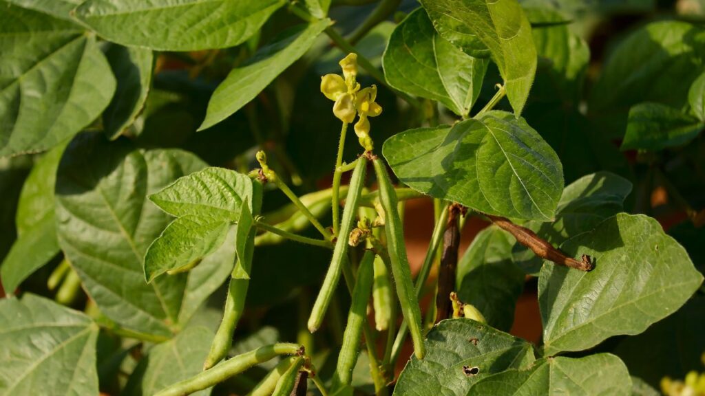 Green Manure Crop Benefits: ग्रीन मैन्योर फसलों के कोमल पत्ते और तने मिट्टी में जल्दी गल जाते हैं, जिससे जैविक पदार्थ (ऑर्गेनिक मैटर) बनता है. इससे मिट्टी में पानी रोकने की क्षमता बढ़ती है और फसलें सूखे में भी बेहतर टिकती हैं. Green Manure Crop Benefits: ग्रीन मैन्योर फसलों के कोमल पत्ते और तने मिट्टी में जल्दी गल जाते हैं, जिससे जैविक पदार्थ (ऑर्गेनिक मैटर) बनता है. इससे मिट्टी में पानी रोकने की क्षमता बढ़ती है और फसलें सूखे में भी बेहतर टिकती हैं.