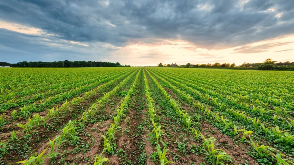 Farming Tips: सर्दियों में खेत खाली छोड़ने से मिट्टी की ऊपरी परत खराब होती है और पोषक तत्व बह जाते हैं. लेकिन काऊपी (Cowpea), सनहेम्प (Sunhemp), मूंग (Moong Bean) जैसी ग्रीन मैन्योर फसलें जमीन को ढककर मिट्टी की संरचना और पोषण दोनों बचाती हैं. Farming Tips: सर्दियों में खेत खाली छोड़ने से मिट्टी की ऊपरी परत खराब होती है और पोषक तत्व बह जाते हैं. लेकिन काऊपी (Cowpea), सनहेम्प (Sunhemp), मूंग (Moong Bean) जैसी ग्रीन मैन्योर फसलें जमीन को ढककर मिट्टी की संरचना और पोषण दोनों बचाती हैं.