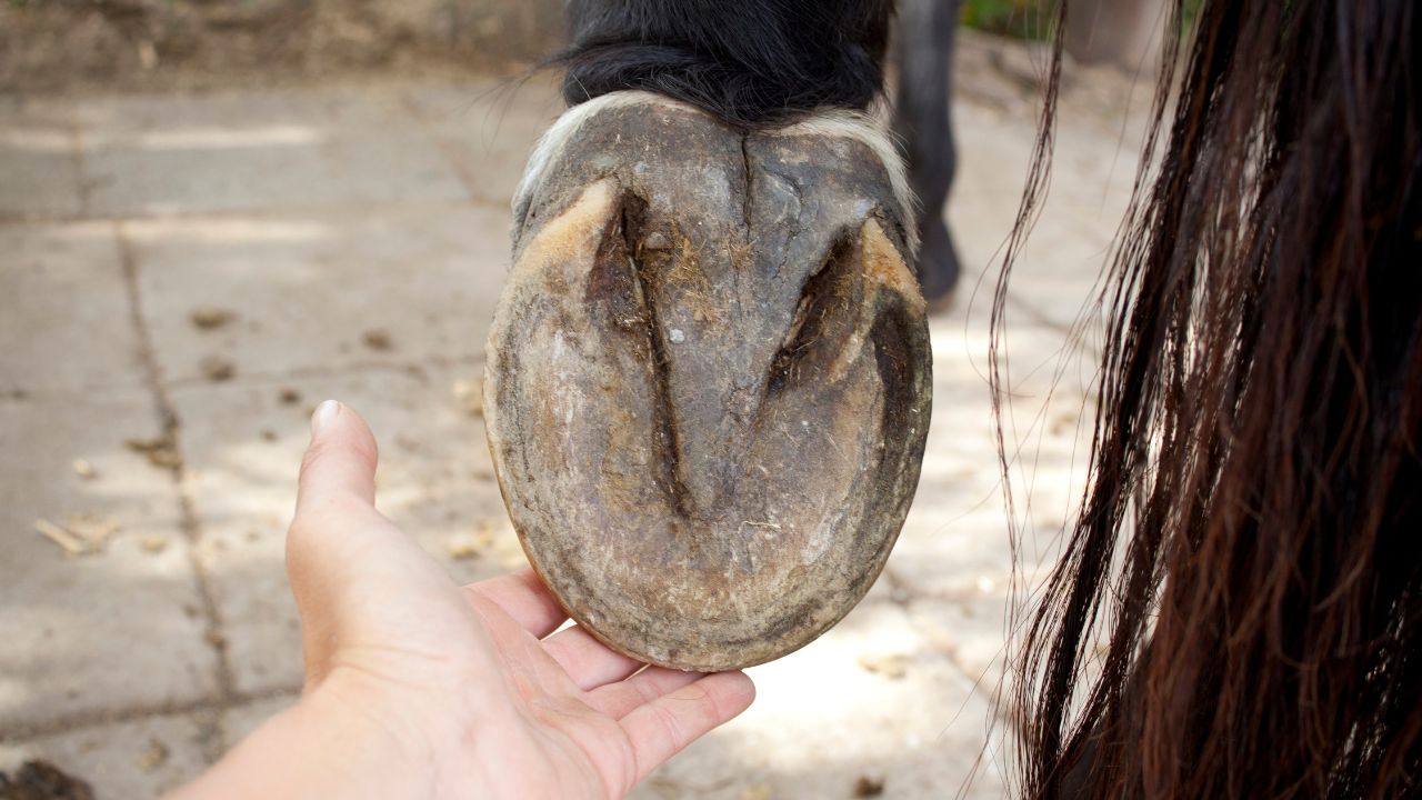 Hoof Disease: पशु इस कारण खुरपका रोग से हो जाते हैं संक्रमित, ऐसे करें बचाव