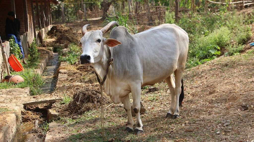 Krishna Valley Breed: कर्नाटक की यह नस्ल 400–700 लीटर दूध देने की क्षमता रखती है. हर मौसम में आसानी से ढल जाती है और इसकी देखभाल पर बहुत कम खर्च आता है. 300–350 किलो वजन के साथ यह व्यावसायिक उपयोग में भी बेहतर है.