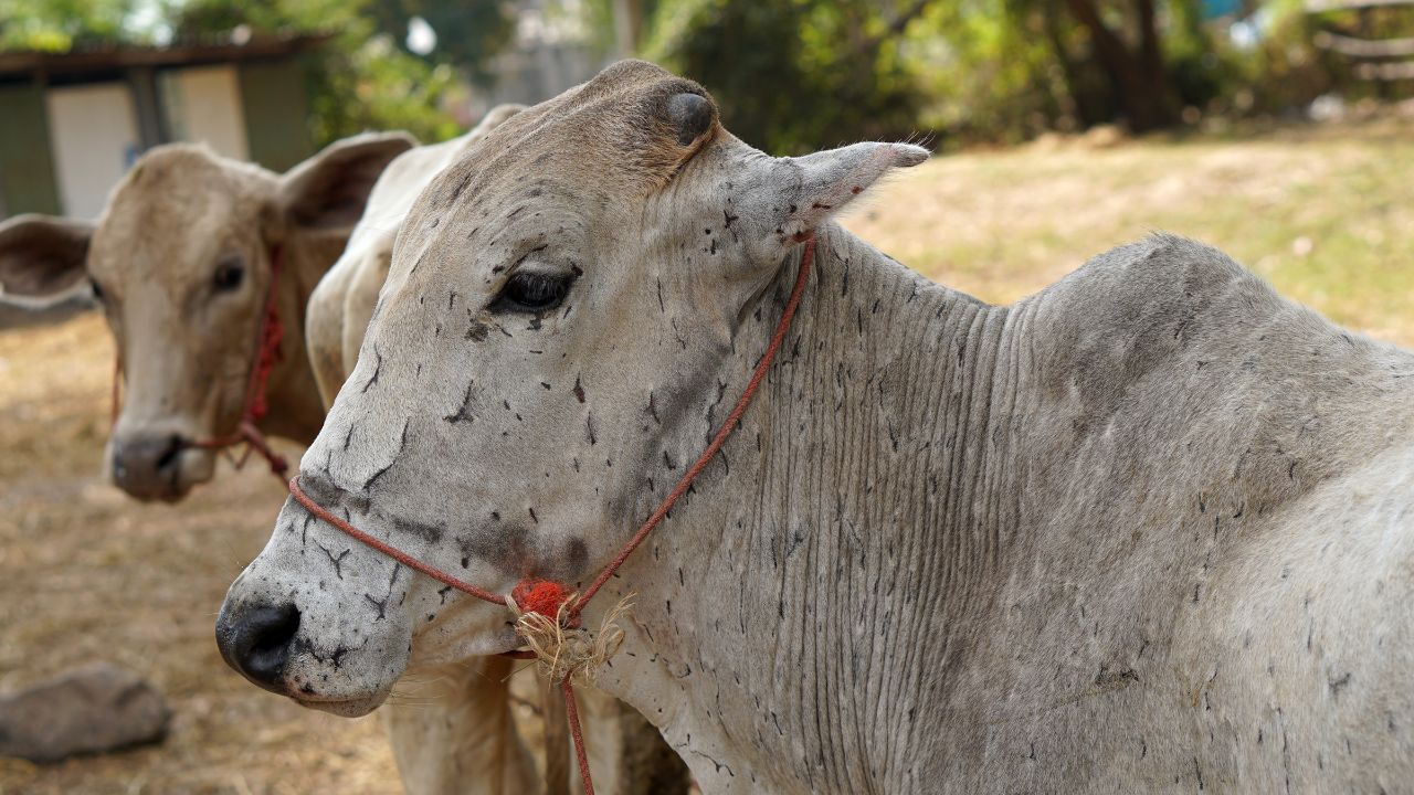 Lumpy Skin Disease: पशुओं में फैल रही लम्पी स्किन बीमारी, पशुपालन विभाग ने जारी की एडवाइजरी