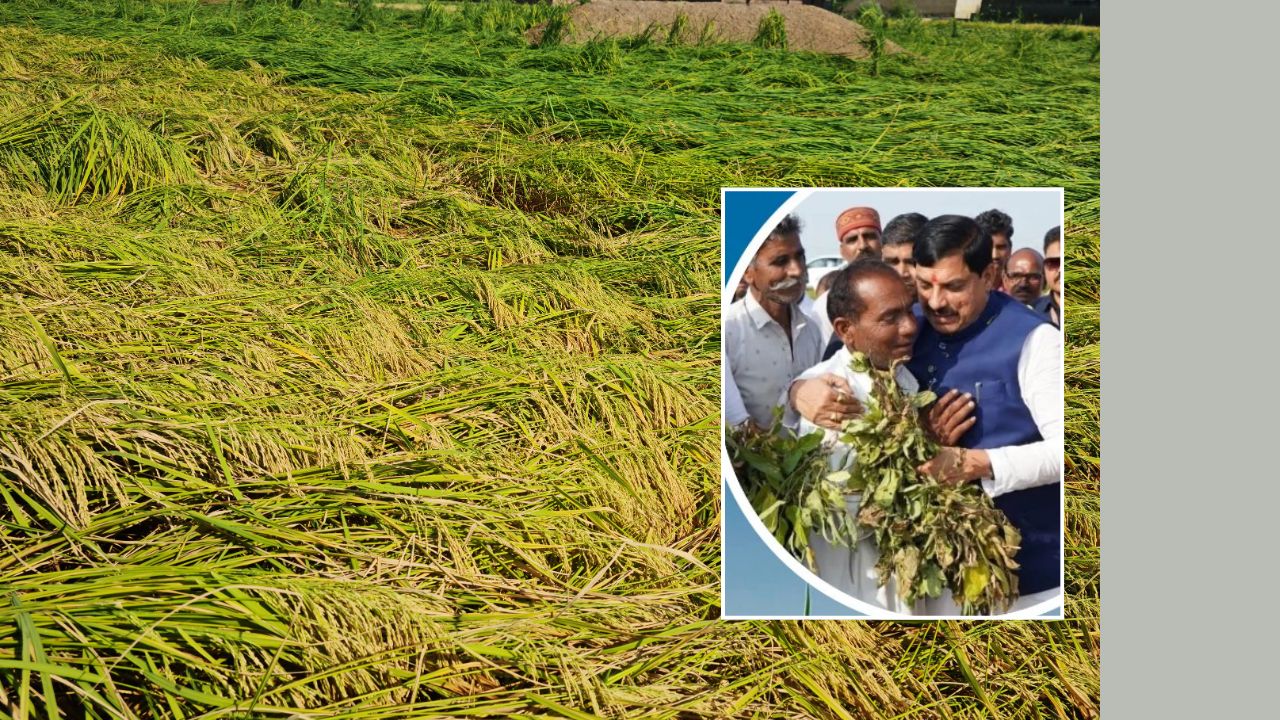 बारिश से बर्बाद रबी फसलों का मुआवजा देने की घोषणा, 32 हजार रुपये प्रति हेक्टेयर मिलेगी राशि