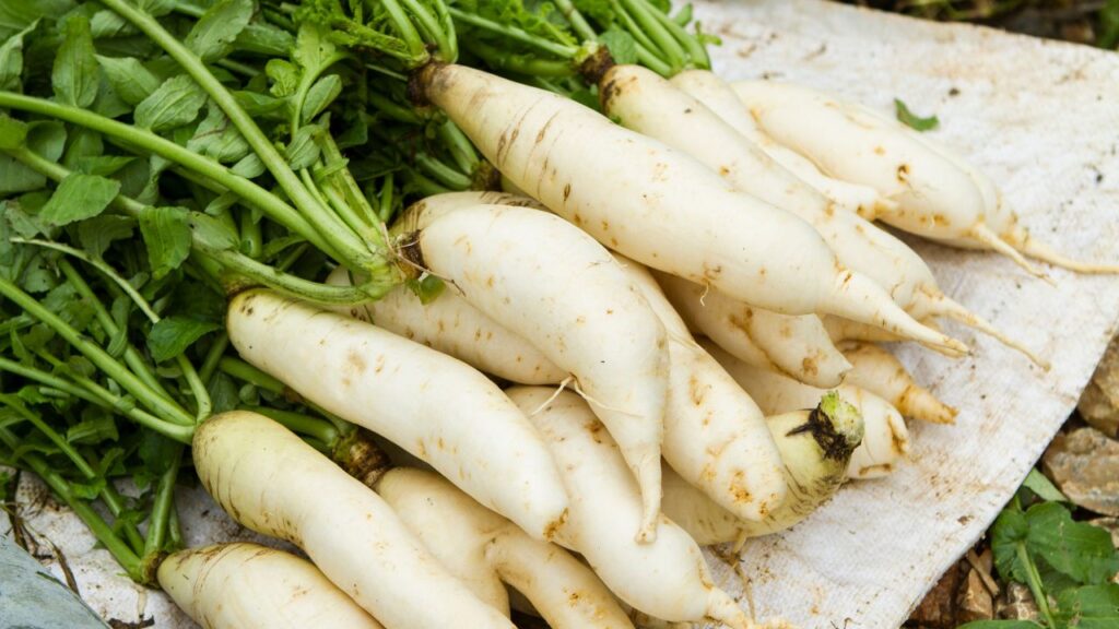 Mooli Ki Kheti: मूली सर्द मौसम की सब्जी है जिसे घर के छोटे गार्डन या गमले में भी आसानी से उगाया जा सकता है. बस हल्की धूप और ठंडी मिट्टी इसका सही माहौल बनाती है. Mooli Ki Kheti: मूली सर्द मौसम की सब्जी है जिसे घर के छोटे गार्डन या गमले में भी आसानी से उगाया जा सकता है. बस हल्की धूप और ठंडी मिट्टी इसका सही माहौल बनाती है.