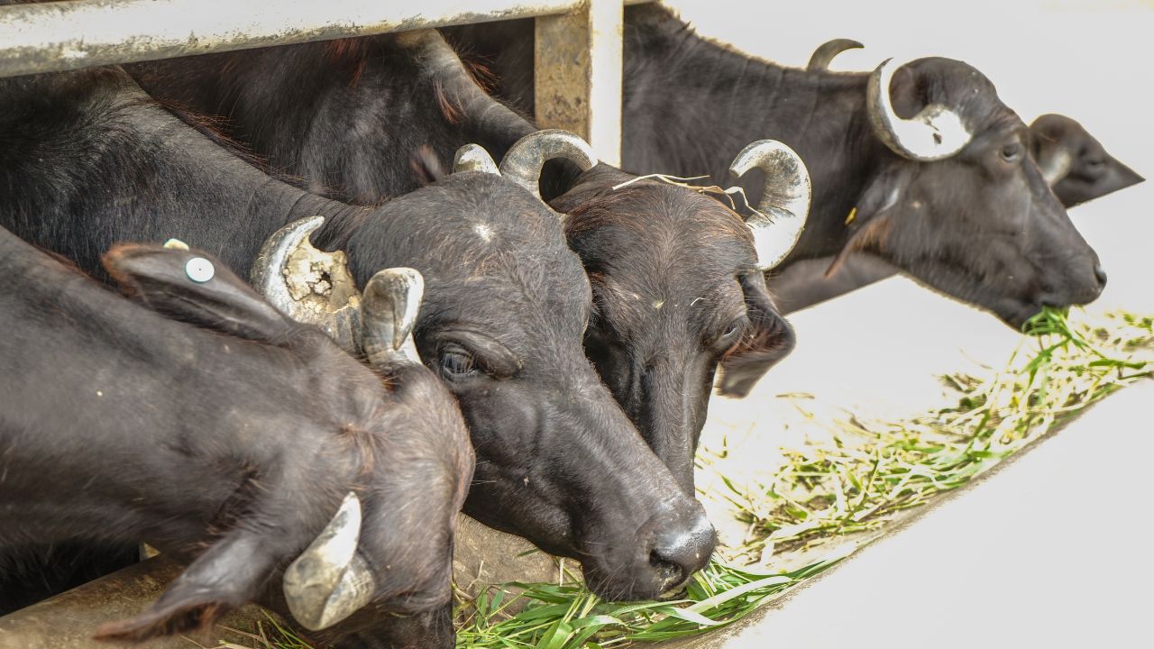 मुर्रा भैंस खरीदने पर सरकार दे रही 50 फीसदी सब्सिडी, गांवों में डेयरी कारोबार बढ़ाने का सुनहरा मौका