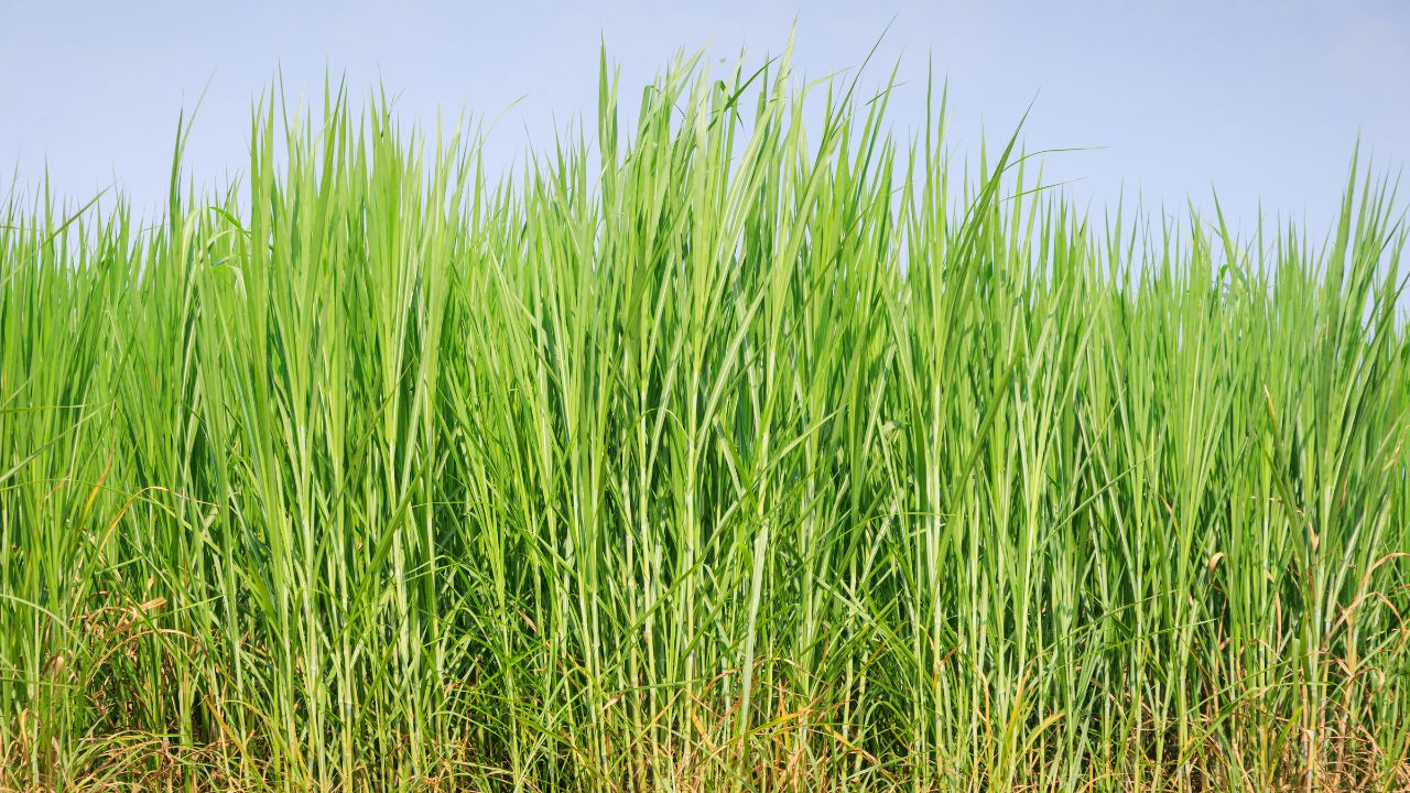 दूध उत्पादन बढ़ाने का नया फॉर्मूला! 10 साल तक हरा चारा देने वाली घास बना रही किसानों को अमीर