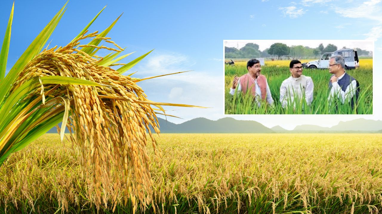किसानों को मिलेगी धान की नई किस्म आदमचीनी, बीएचयू ने विकसित की.. हैरान करने वाली हैं खूबियां