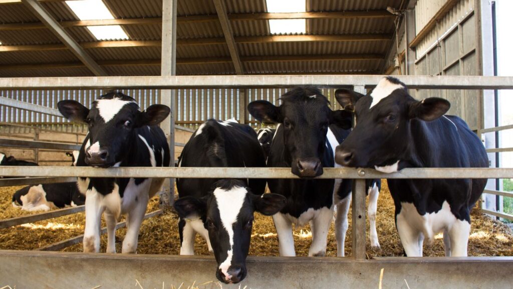 Dairy Animal Care: सर्दियों में पशुओं में खुर सड़ने, त्वचा फटने या सांस लेने में कठिनाई जैसी समस्याएं आम हैं. अगर पशु सुस्त दिखे, खाना कम खाए या दूध कम दे तो तुरंत पशु चिकित्सक से सलाह लें. शुरुआती लक्षणों पर ध्यान देने से बड़ी बीमारी से बचाव किया जा सकता है. Dairy Animal Care: सर्दियों में पशुओं में खुर सड़ने, त्वचा फटने या सांस लेने में कठिनाई जैसी समस्याएं आम हैं. अगर पशु सुस्त दिखे, खाना कम खाए या दूध कम दे तो तुरंत पशु चिकित्सक से सलाह लें. शुरुआती लक्षणों पर ध्यान देने से बड़ी बीमारी से बचाव किया जा सकता है.