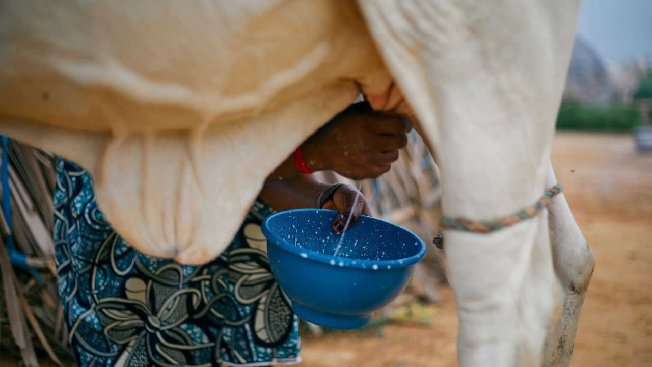 Cow Farming: चारा सही हो तो गाय देती है ज्यादा दूध, जानें कितने ब्यांत तक बढ़ती है दूध क्षमता