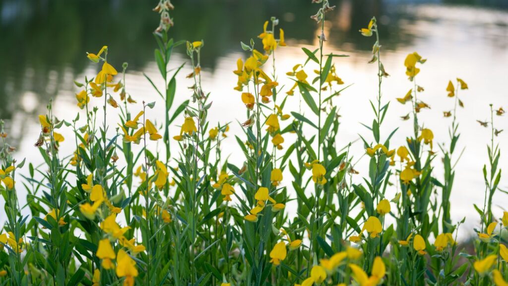 Rabi Crop Preparation: ग्रीन मैन्योर मिट्टी में अच्छे सूक्ष्मजीवों की संख्या को बढ़ाते हैं. यह माइक्रोब्स पोषक तत्वों को उपलब्ध कराने में मदद करते हैं, जिससे रबी की फसल जल्दी बढ़ती है और मजबूत जड़ बनाती है. Rabi Crop Preparation: ग्रीन मैन्योर मिट्टी में अच्छे सूक्ष्मजीवों की संख्या को बढ़ाते हैं. यह माइक्रोब्स पोषक तत्वों को उपलब्ध कराने में मदद करते हैं, जिससे रबी की फसल जल्दी बढ़ती है और मजबूत जड़ बनाती है.