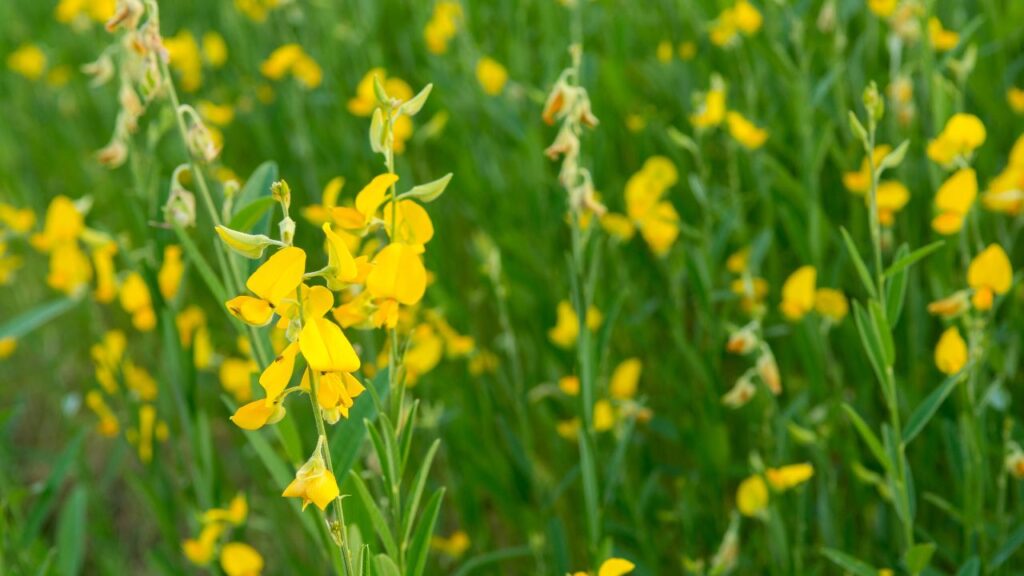 Winter Green Manure: ये फसलें पूरे खेत को घना कवर देती हैं, जिससे घास-फूस पनप नहीं पाती. साथ ही, तेज हवाओं व बारिश से मिट्टी का कटाव भी रुकता है और खेत की उपजाऊ परत सुरक्षित रहती है. Winter Green Manure: ये फसलें पूरे खेत को घना कवर देती हैं, जिससे घास-फूस पनप नहीं पाती. साथ ही, तेज हवाओं व बारिश से मिट्टी का कटाव भी रुकता है और खेत की उपजाऊ परत सुरक्षित रहती है.
