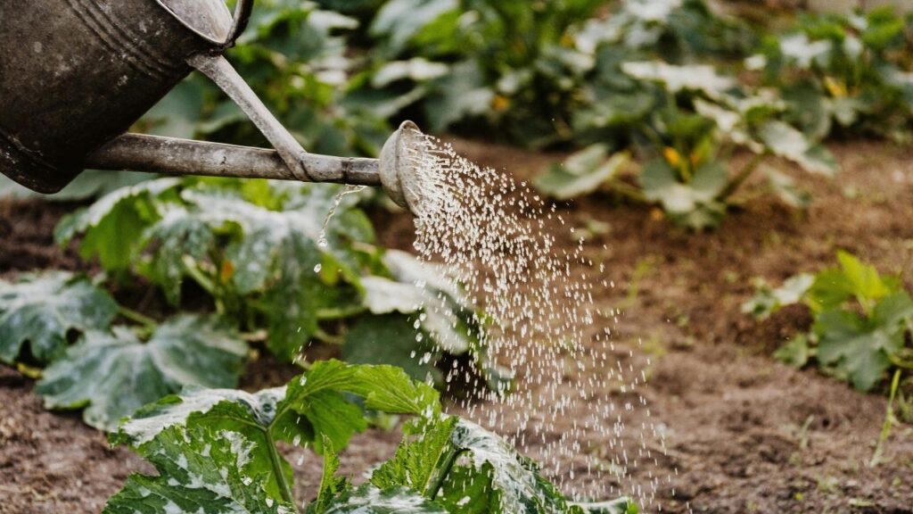 Rabi Crop Farming: सेसबानिया और वाइल्ड इंडिगो जैसे पौधे उन खेतों में भी उग जाते हैं जहां बाकी फसलें मुश्किल से बढ़ती हैं. ये जमीन को ढीला करते हैं, पोषण जोड़ते हैं और लंबे समय में खेत की ताकत वापस लौटाते हैं. Rabi Crop Farming: सेसबानिया और वाइल्ड इंडिगो जैसे पौधे उन खेतों में भी उग जाते हैं जहां बाकी फसलें मुश्किल से बढ़ती हैं. ये जमीन को ढीला करते हैं, पोषण जोड़ते हैं और लंबे समय में खेत की ताकत वापस लौटाते हैं.
