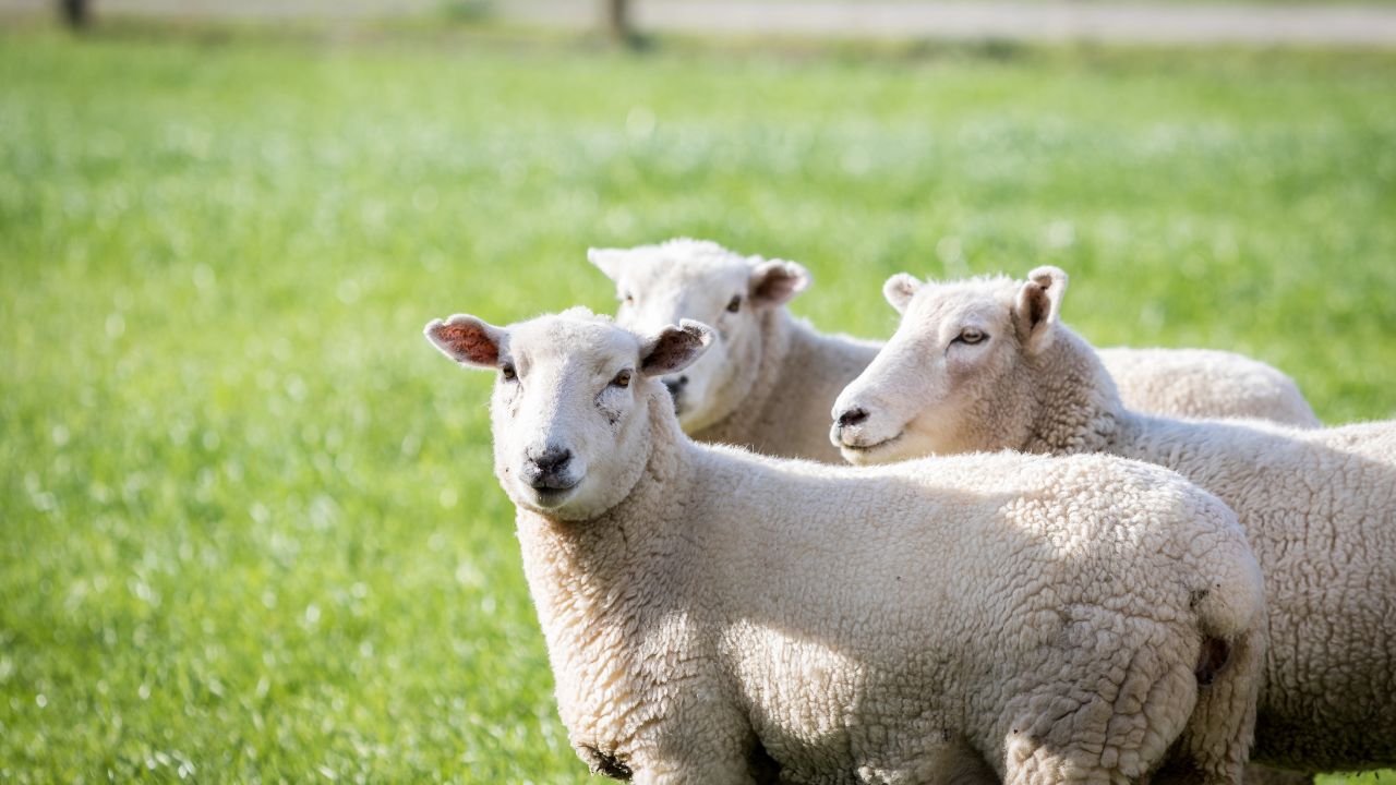 Sheep Farming: भेड़ों में फैल रहा है खतरनाक रोग, समय पर जांच नहीं कराई तो झुंड हो सकता है खत्म