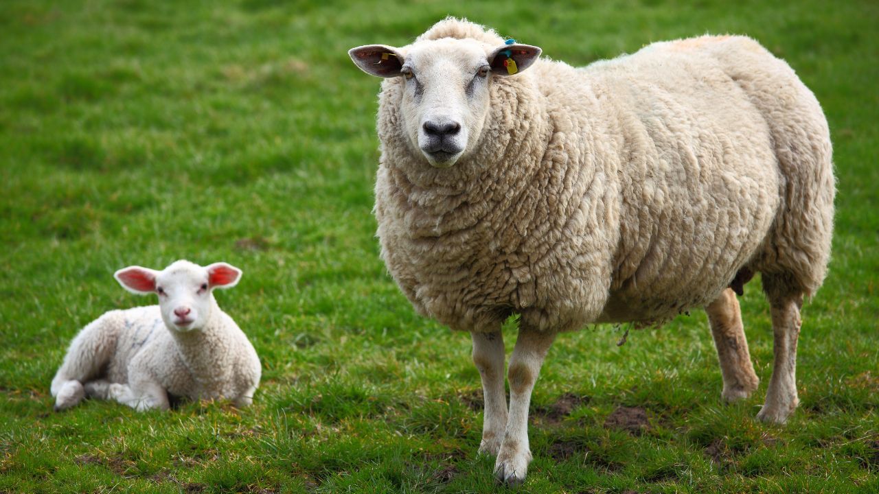 Sheep Farming: भेड़ की इस नस्ल से किसान कमाएं डबल मुनाफा, ऊन-दूध दोनों में फायदा