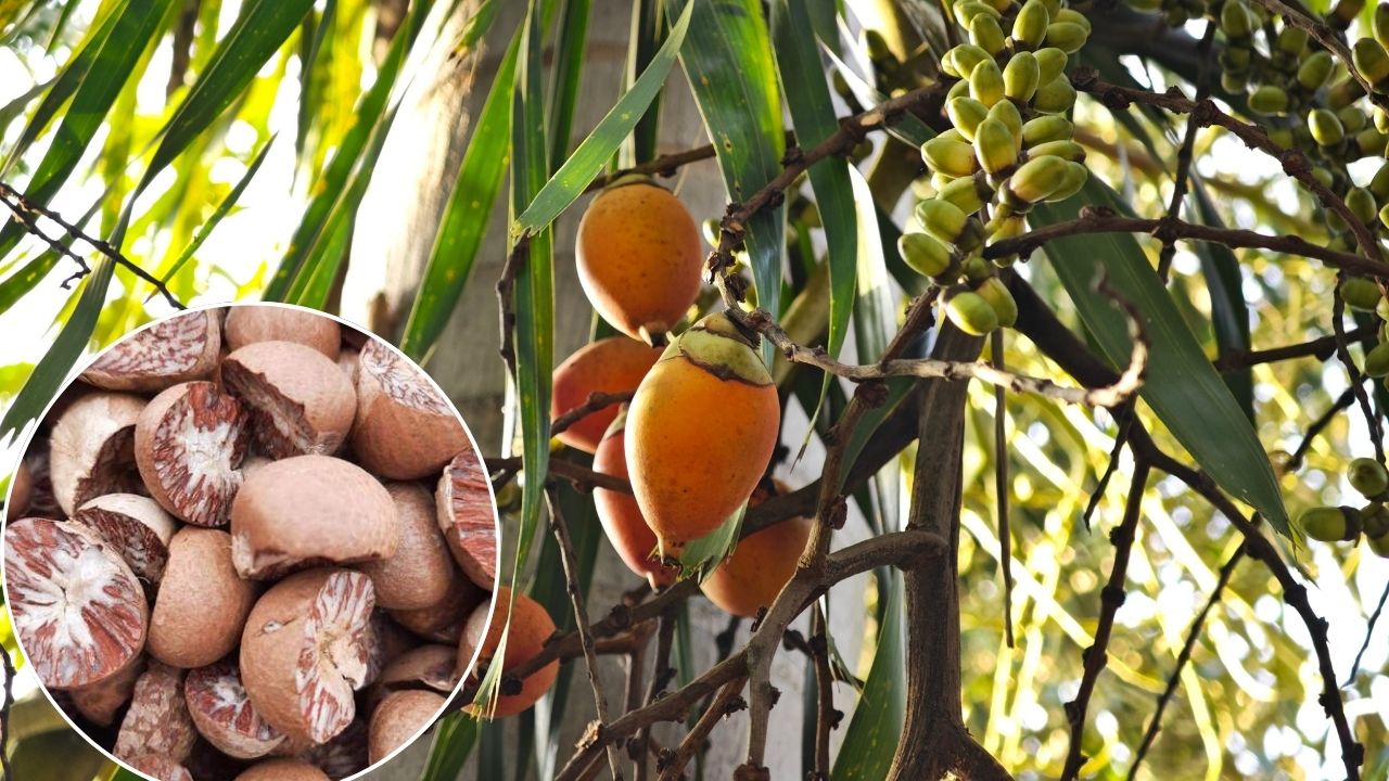 सुपारी स्मगलिंग से टूट गया था बाजार, सरकार के एक कदम से किसानों की कमाई 50 करोड़ तक पहुंची